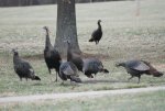 2011 Ohio Wild Turkeys.jpg