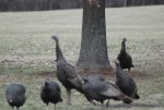 2011 Ohio Wild Turkeys 1.jpg