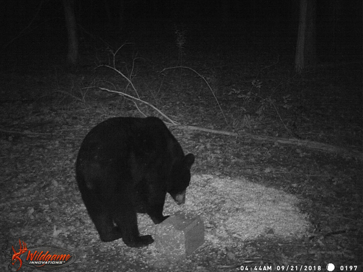 018 bear camera check 2.JPG