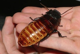 1283936073hissing_cockroach.jpg