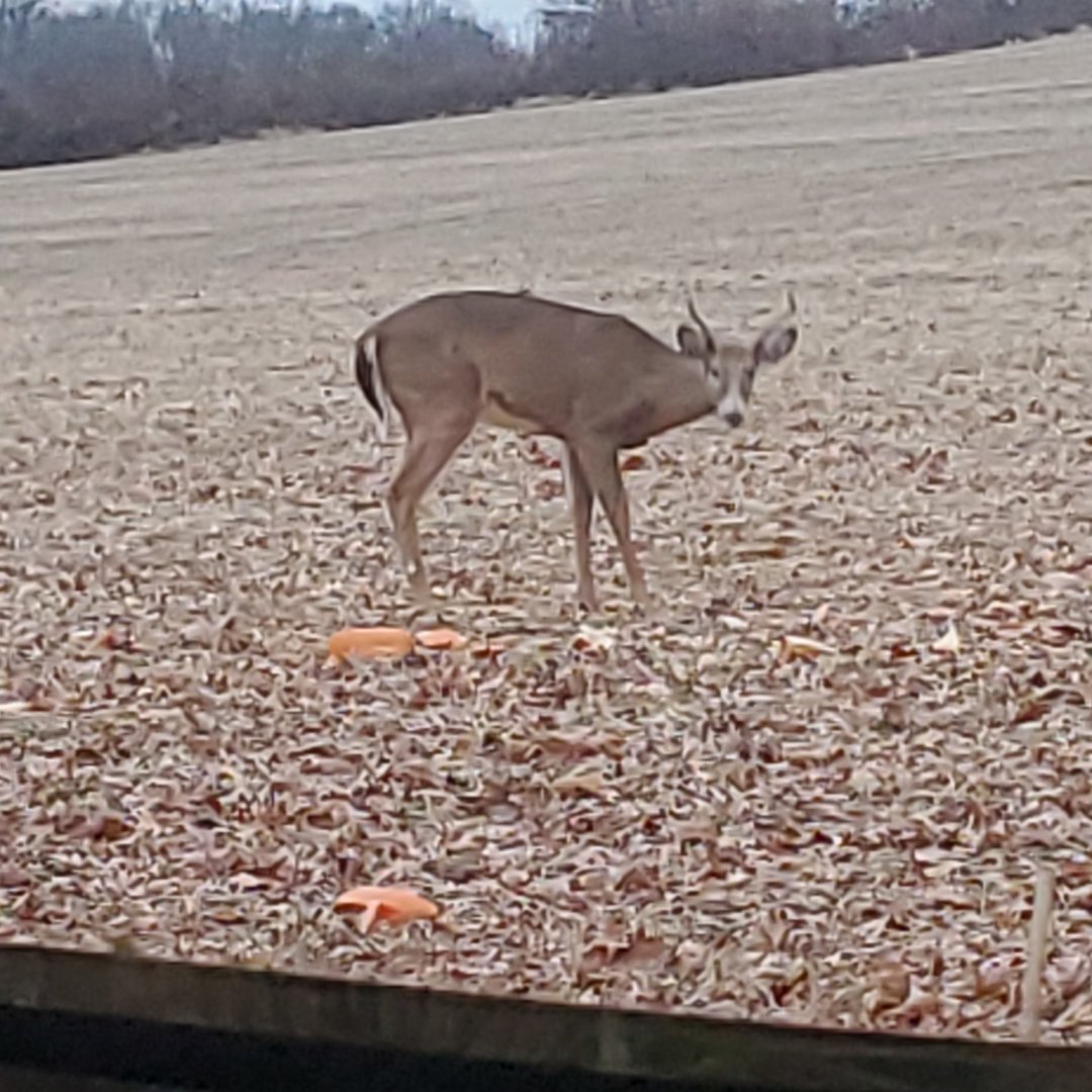 LIVE From The Stand 2023 2024 Edition The Ohio Outdoors   20231127 164241 Jpg.188264