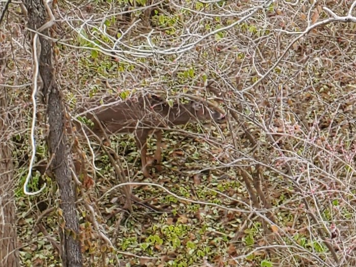 9pt Buck 20191123_090634.jpg