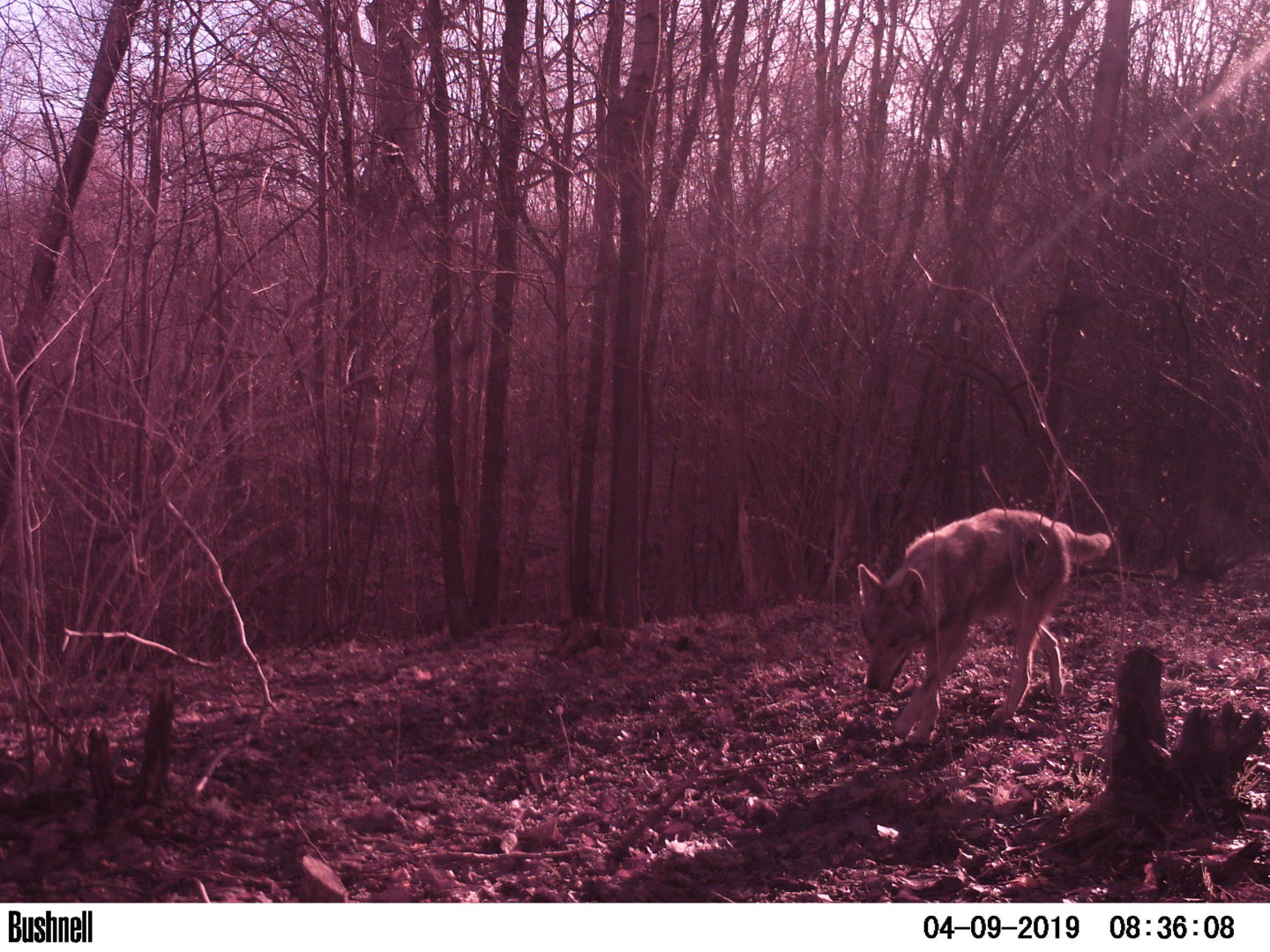 1440px x 1080px - 2019 deer trailcam pics | The Ohio Outdoors