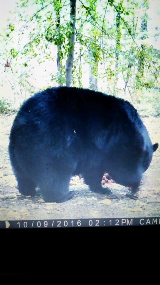 bear 3.jpg
