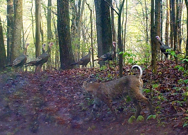 bobcat-and-turkeysv8.jpg