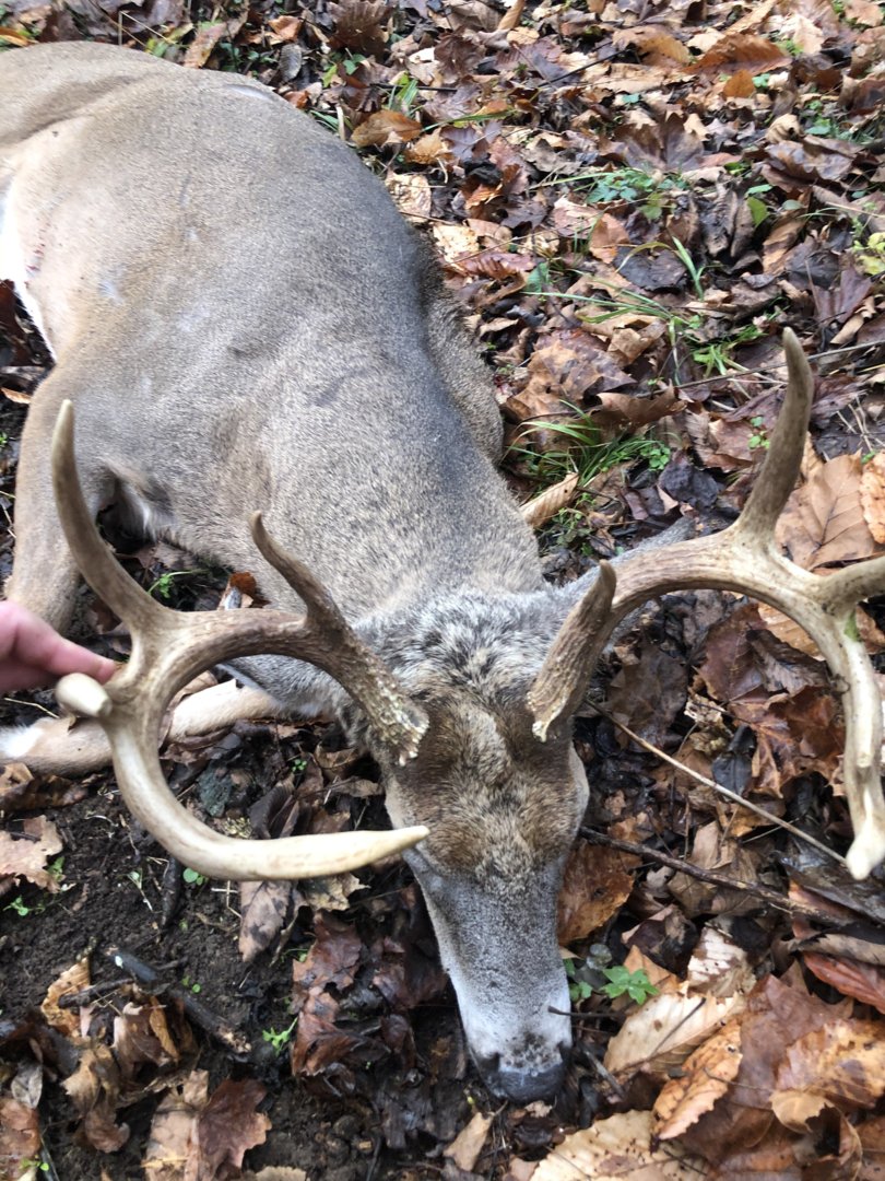 2020/2021 Harvested Deer Only The Ohio Outdoors