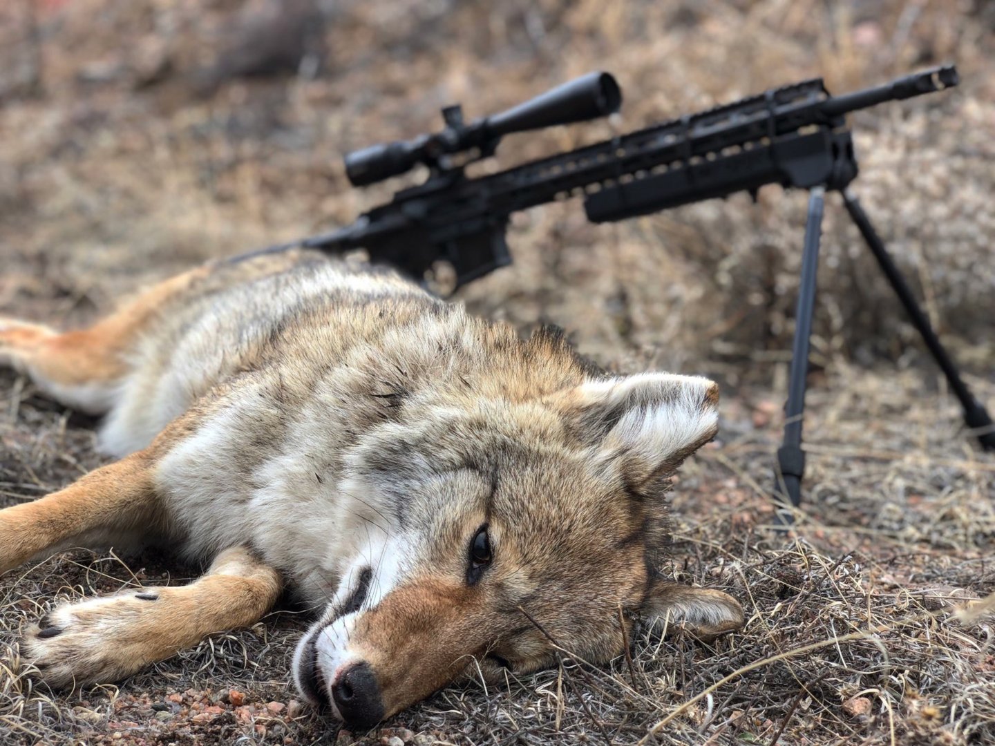 colorado coyote.jpg