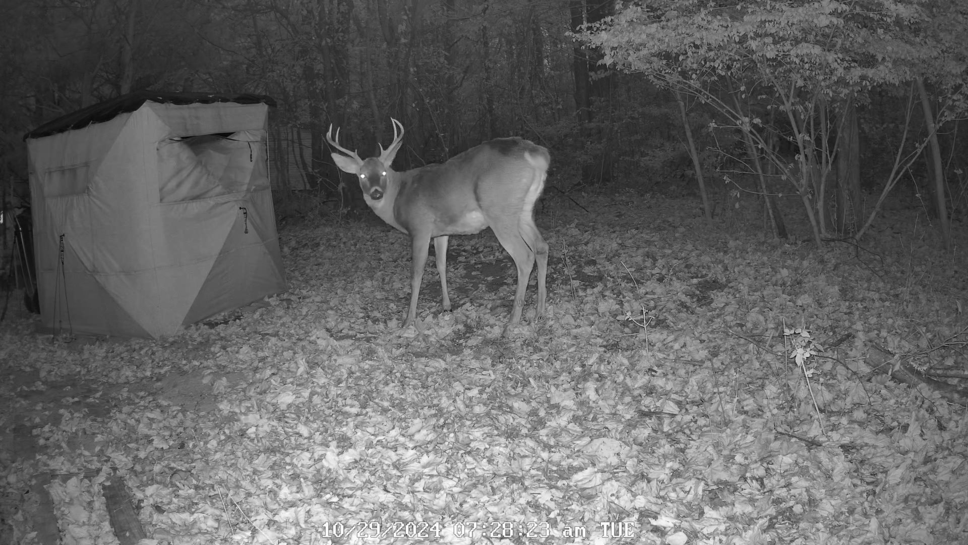 Deer Cam_0_live_1730201321653.jpg