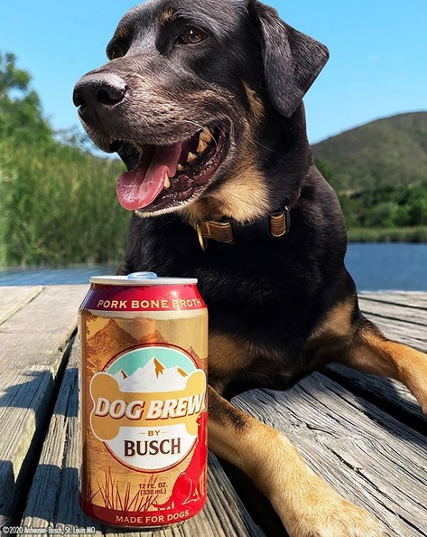 dogbrew.jpg