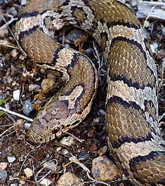 eastern milksnake.jpg