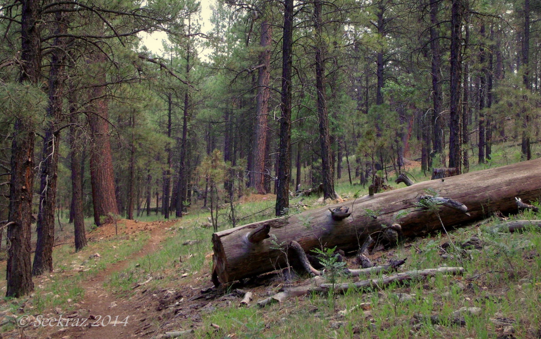 forest-trail-from-marshall-lake-in-coconino-national-forest.jpg