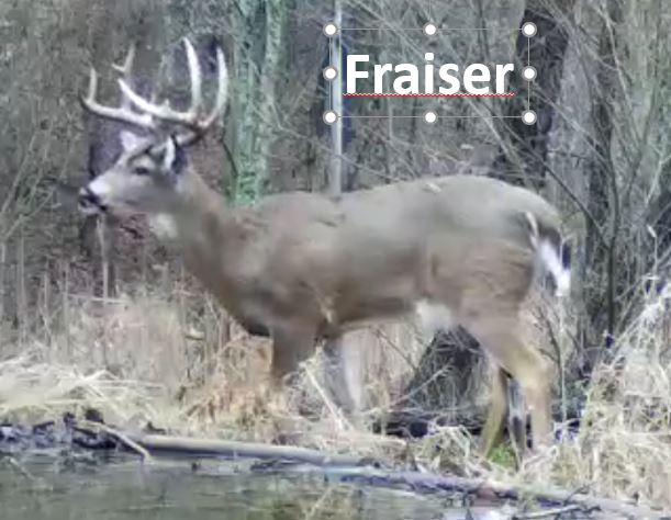 Fraiser.JPG