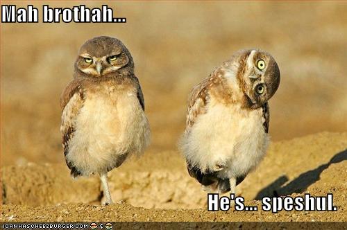 funny-pictures-owls-twisted-head.jpg