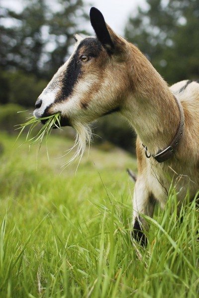 goat-weed-control-400x597.jpg