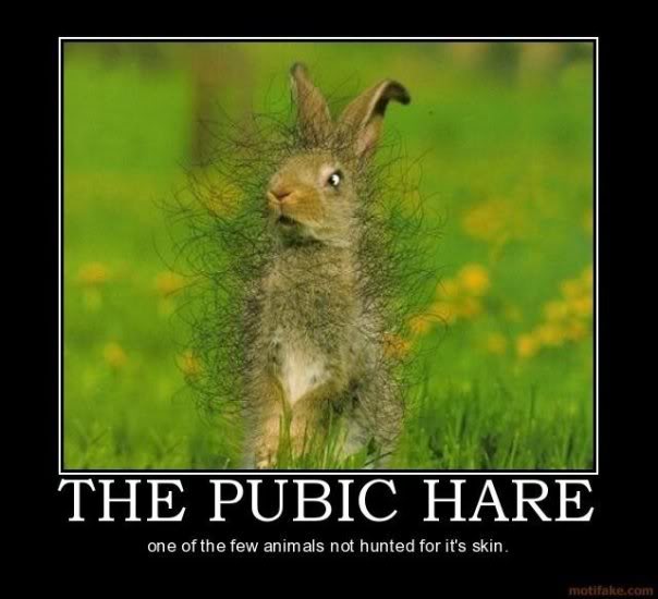 hare-1.jpg