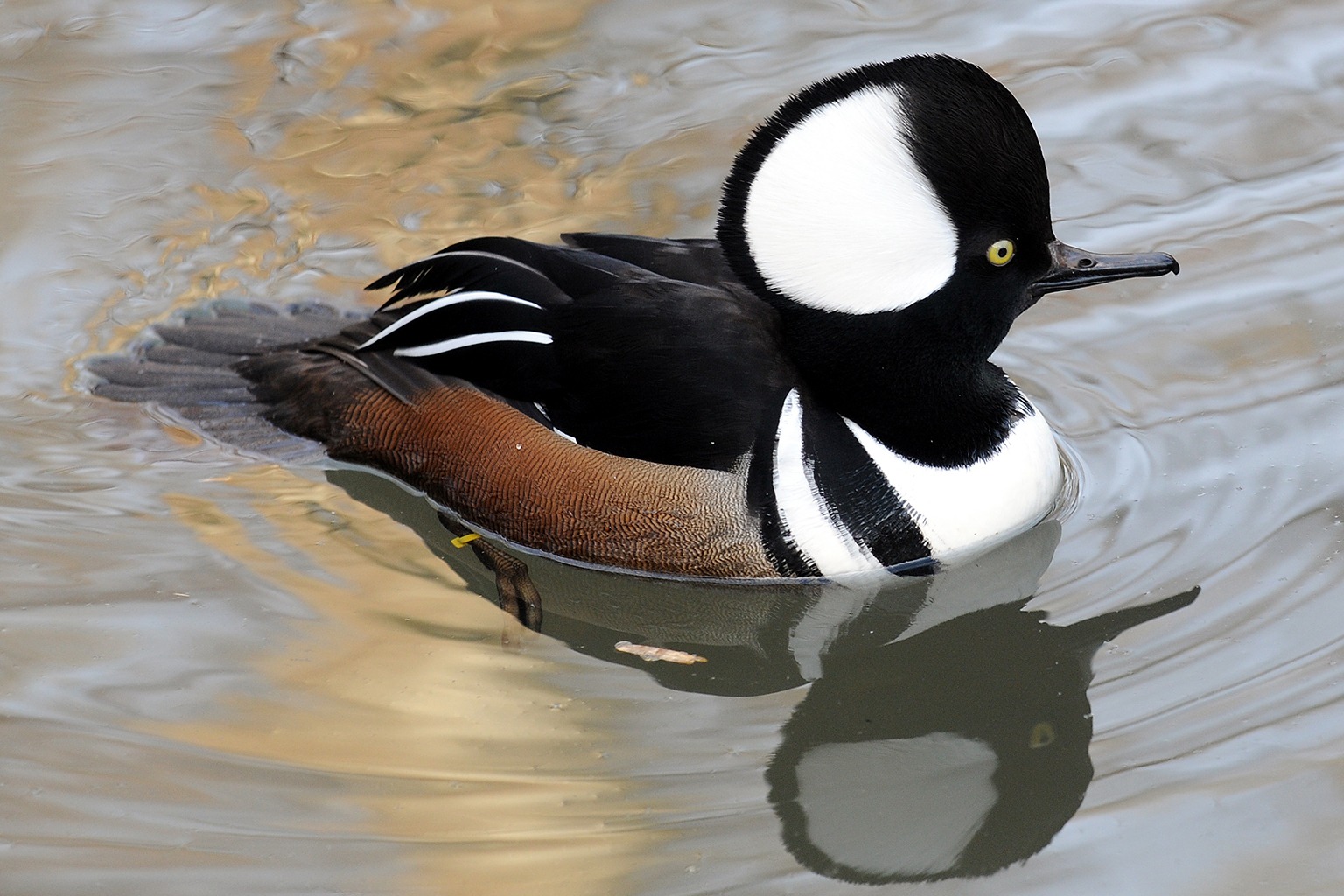 hooded_merganser_web.jpg