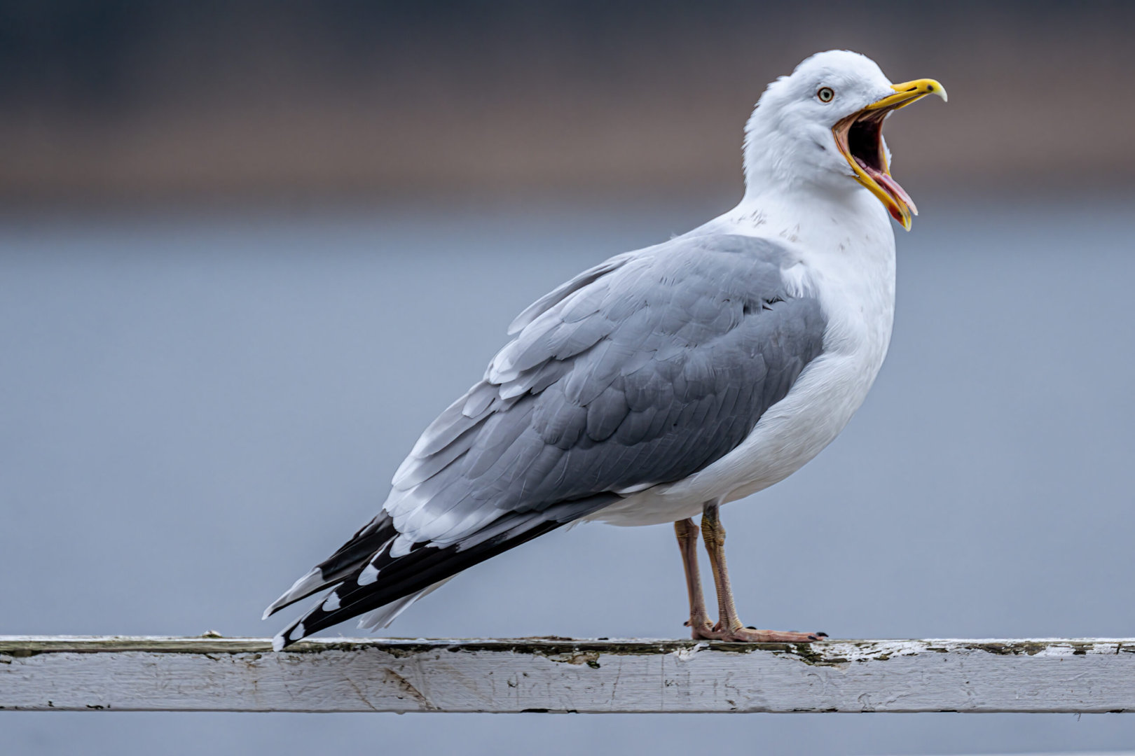 how-long-do-seagulls-live-scaled.jpeg