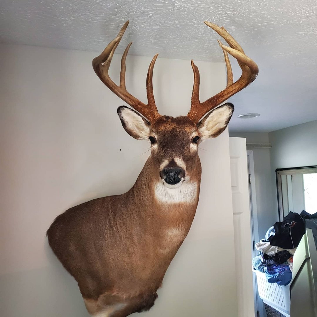 Nov 1, 2020 Buck | The Ohio Outdoors