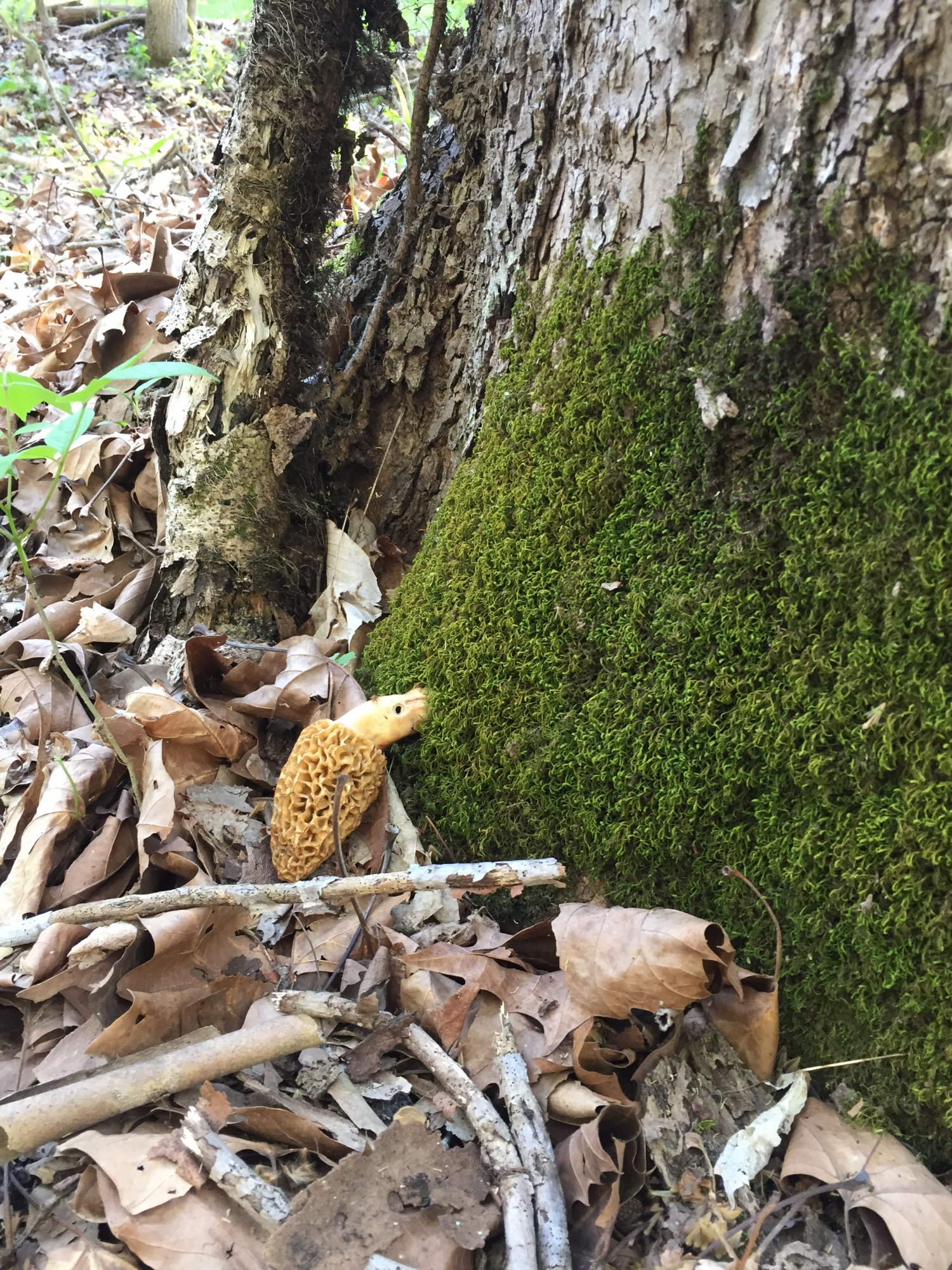 do-morel-mushrooms-grow-around-sycamore-trees-the-ohio-outdoors