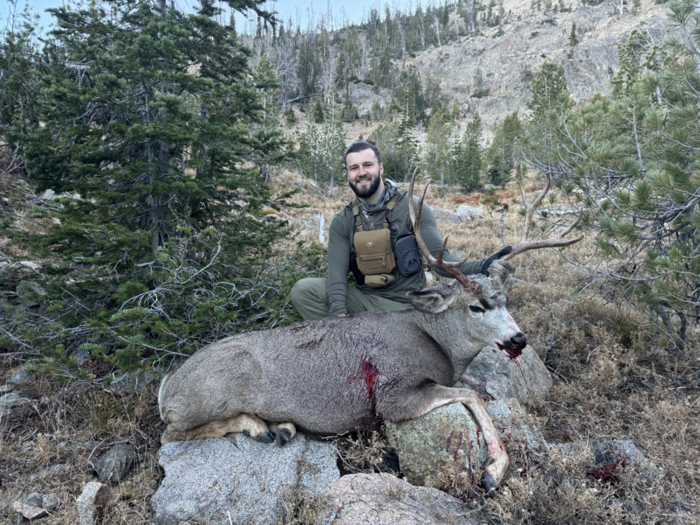 Mule Deer Buck.jpg