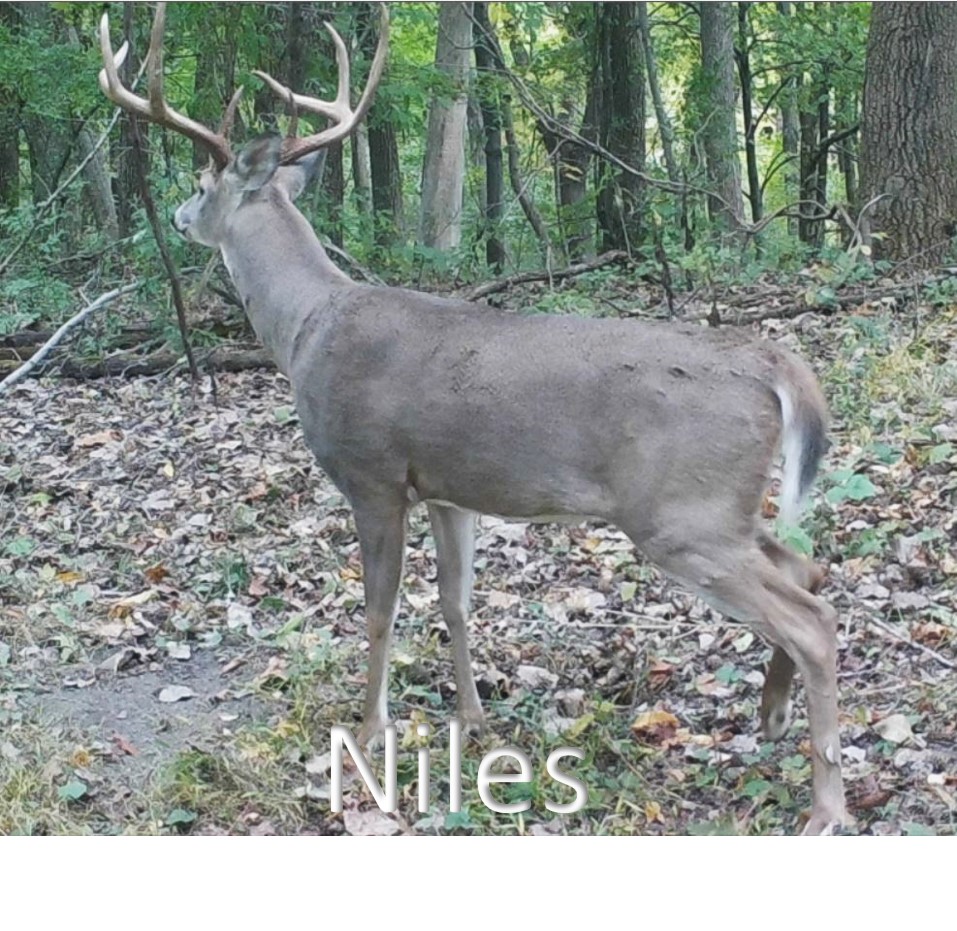 Niles1.jpg