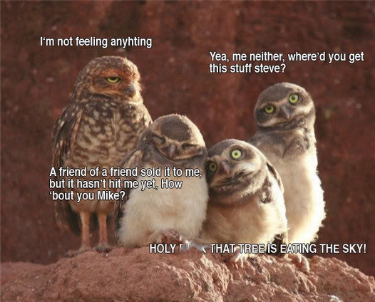 owllls.jpg