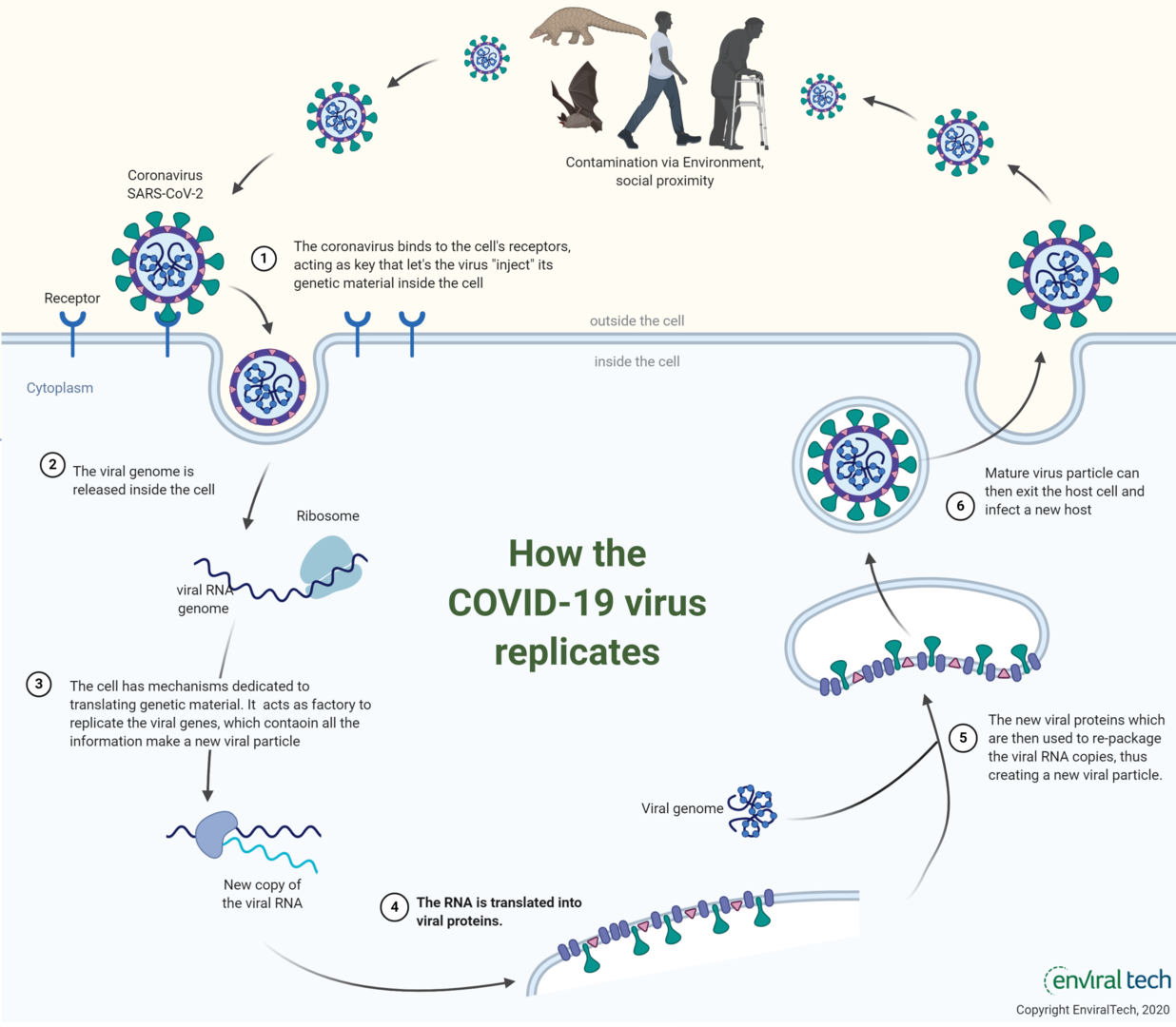 SARS-CoV-2-replication-2.png