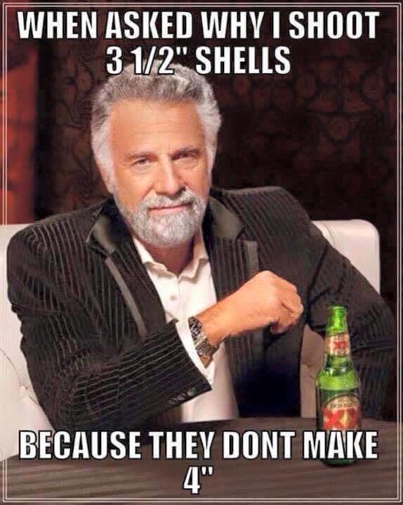 shells.jpg