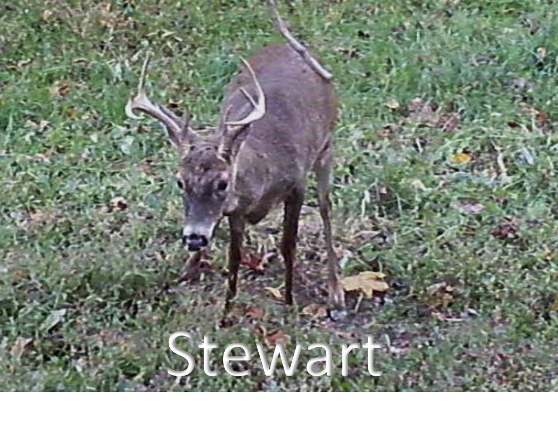Stewart2.jpg