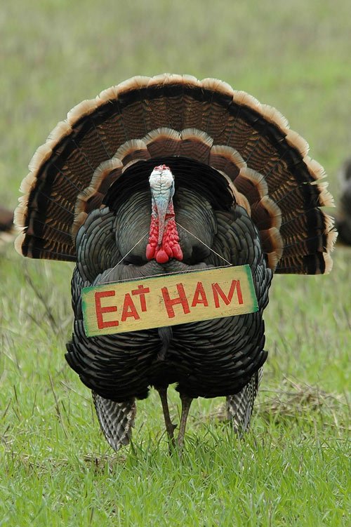 weird-thanksgiving-eat-ham.jpg