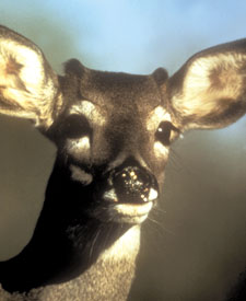 white-tail_deer_fawn_buck.jpg