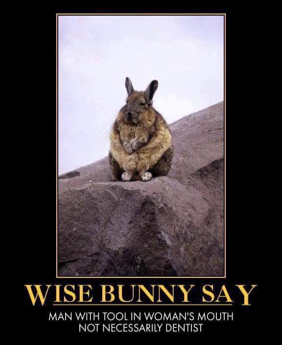 wise bunny.jpg