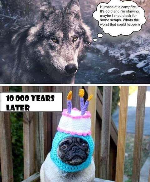 wolf-encounter-humans-for-food-warm-what-could-go-wrong-10000-years-later-pug-in-birthday-hat.jpg