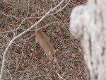 whitetail_deer_under_stand.jpg