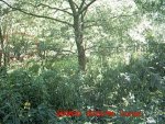 MDGC0018.jpg