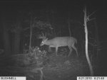 IM000056 8-21 buck 9 or 10pt.jpg