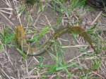 Lamprey 010.jpg