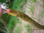 Lamprey 001.jpg