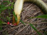 Lamprey 005.jpg