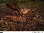 deer 479.jpg