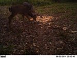 deer 482.jpg