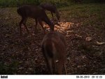 deer 488.jpg