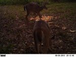 deer 491.jpg