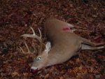 DSCN3269 December 08 buck down.jpg