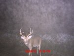 Deer Pics 054.jpg