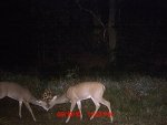 Deer Pics 038.jpg
