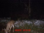 Deer Pics 044.jpg