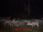 Deer Pics 046.jpg