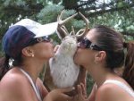 Jackalope.jpeg