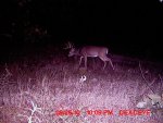 Trail Cam Pics 596.jpg